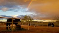 Roundpens-pasture rainbow